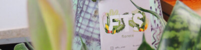 fts florece - plantas-macetas