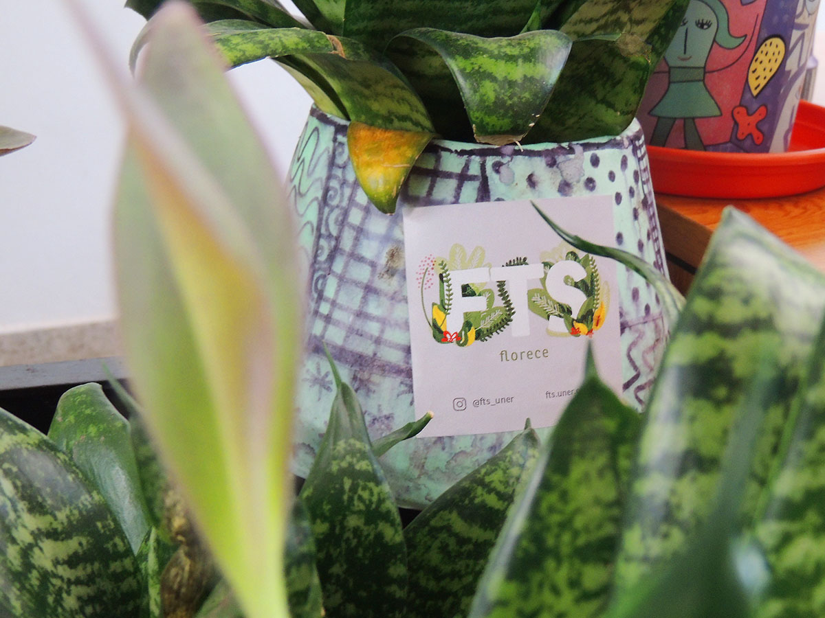 fts florece - plantas-macetas